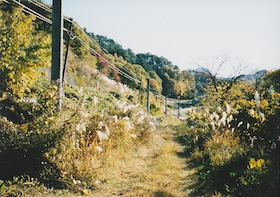 架線柱が並ぶ廃線跡 架線柱が並ぶ廃線跡